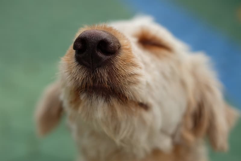 animals Story: #4 Wet noses help dogs to feel different scents