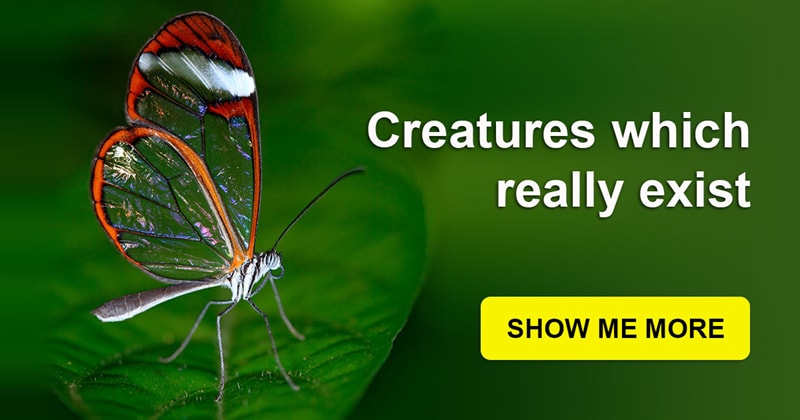 Nature Story: Hard to see, difficult to distinguish, impossible to dislike: transparent animals and their species