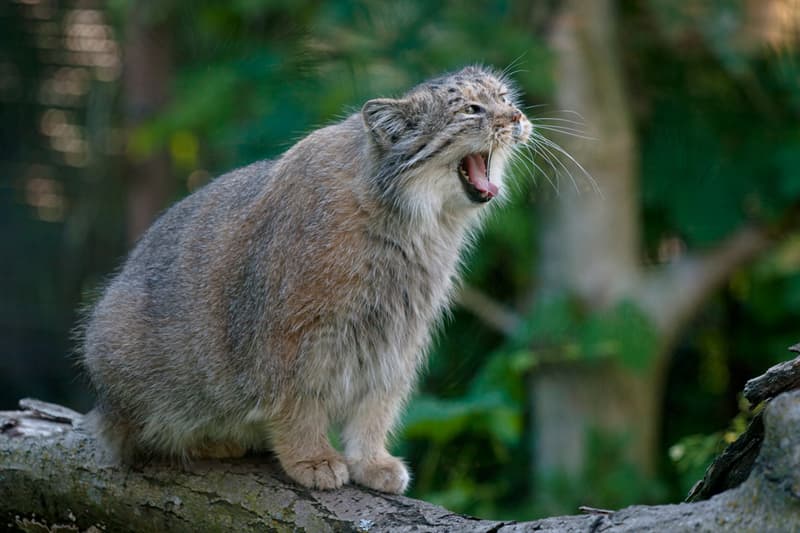 animals Story: Pallas's cats: super fluffy and cute wildcats are within an inch of extinction