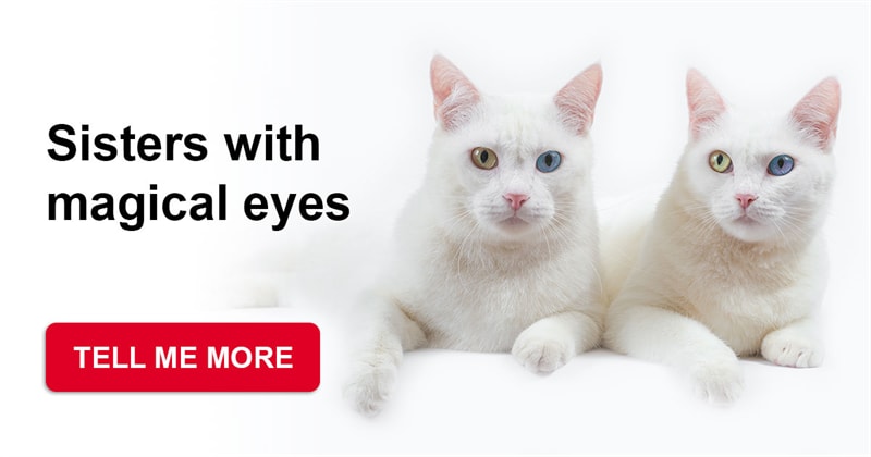 Society Story: These blond twin cats with heterochromic eyes will melt your heart