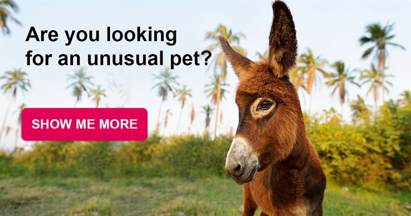 animals Story: 16 miniature donkeys that will definitely win your heart