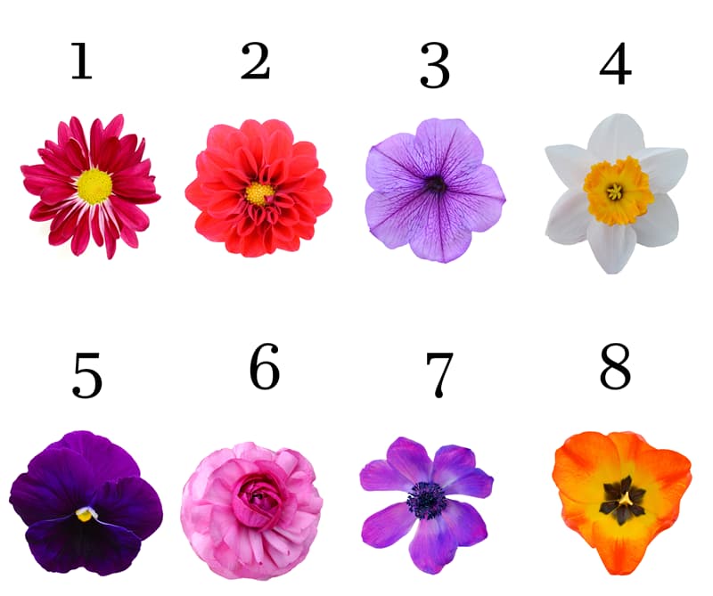 Society Story: Among these flowers, choose the one you like most: