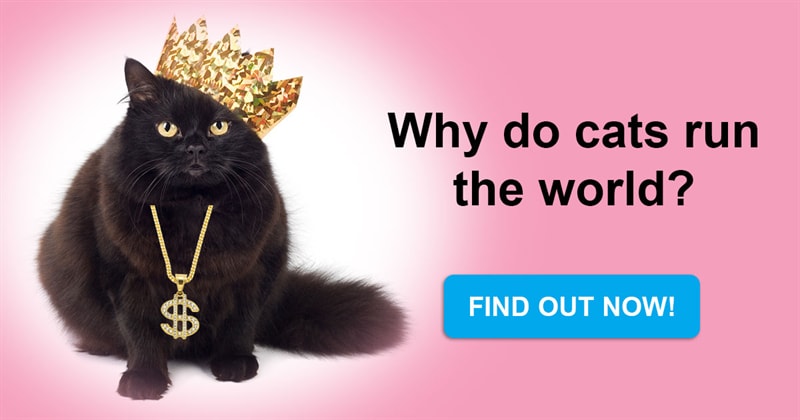 Nature Story: Why do cats run the world? The whole truth about furry rulers of our life.