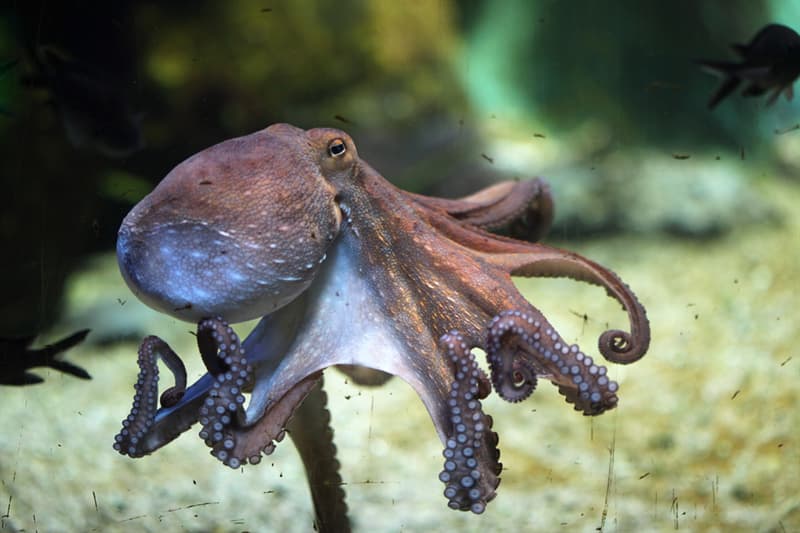Geography Story: #3 Octopus