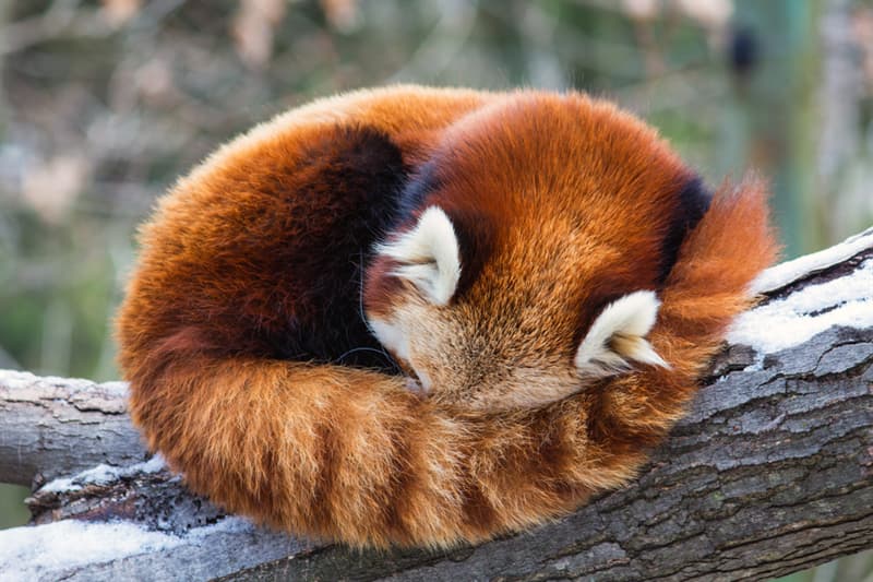 Geography Story: #6 Red pandas