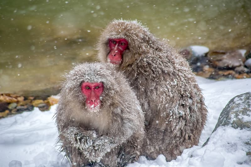 Geography Story: #7 Japanese Macaques