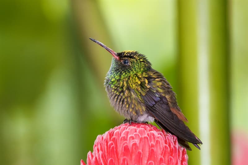 animals Story: How do hummingbirds sleep?