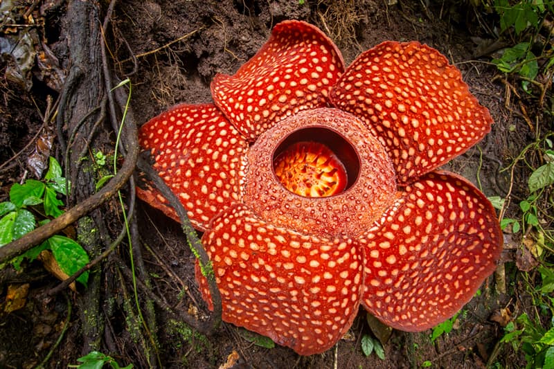 Geography Story: #4 The largest flower ever known
