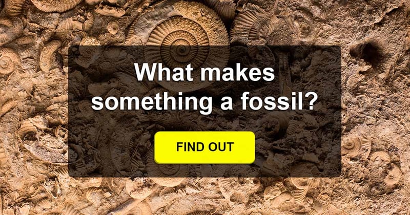 Science Story: How long does something have to be in the ground before you can call it a fossil?