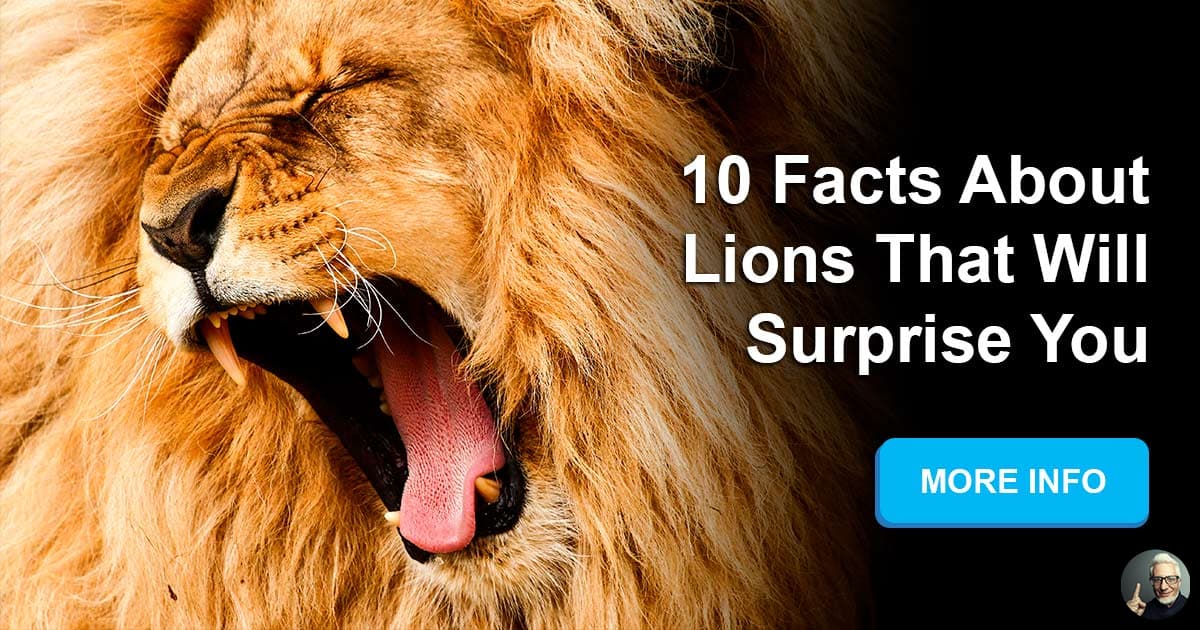 what-are-some-mind-blowing-facts-about-lions-quizzclub