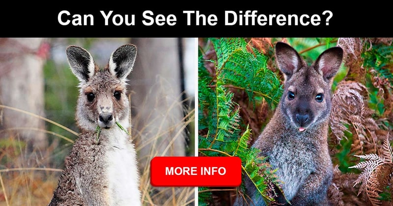 animals Story: What's the difference between kangaroo and wallabies?