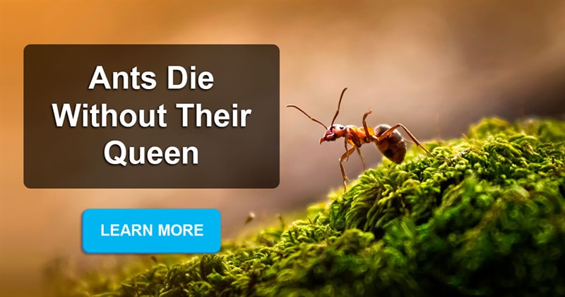 Nature Story: Why do ants die after the queen dies?