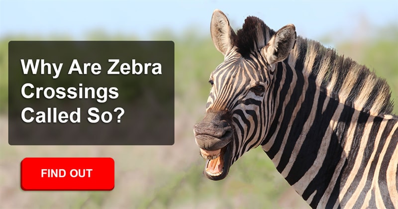 History Story: Why do you think zebra crossings are called that?