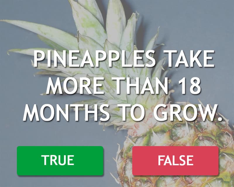 Science Story: Pineapples take more than 18 months to grow.