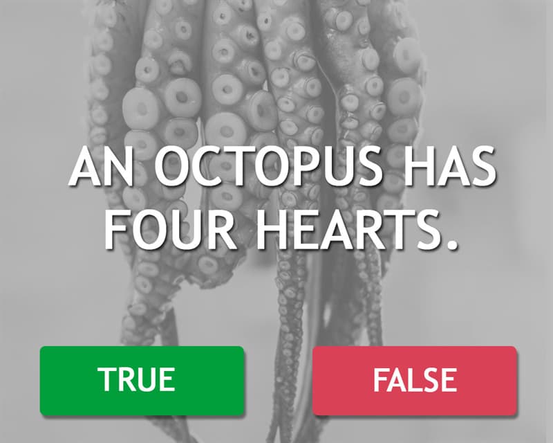 Science Story: An octopus has four hearts.