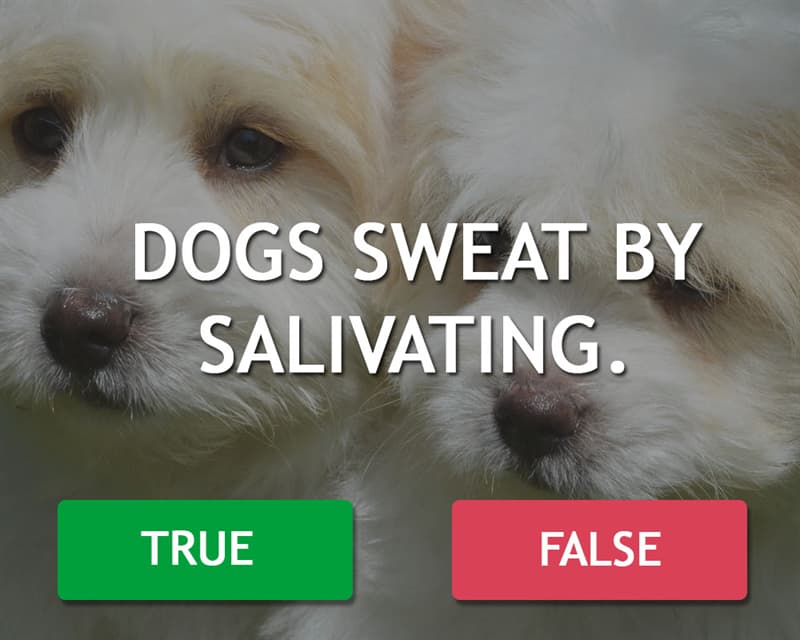 Science Story: Dogs sweat by salivating.