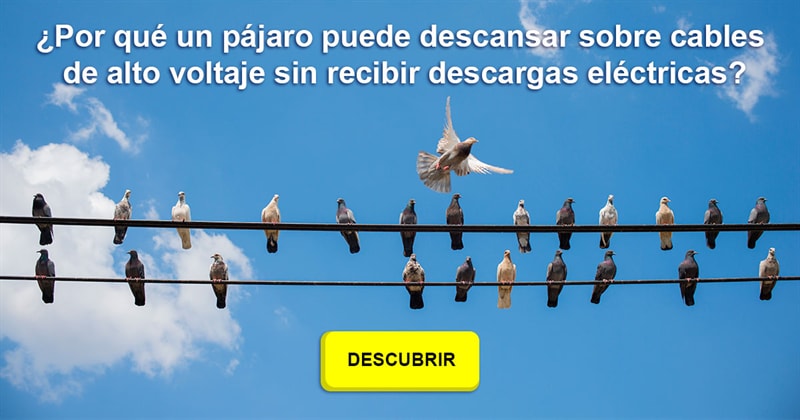 Divertido Historia: ¿Por qué un pájaro puede descansar sobre cables de alto voltaje sin recibir descargas eléctricas?