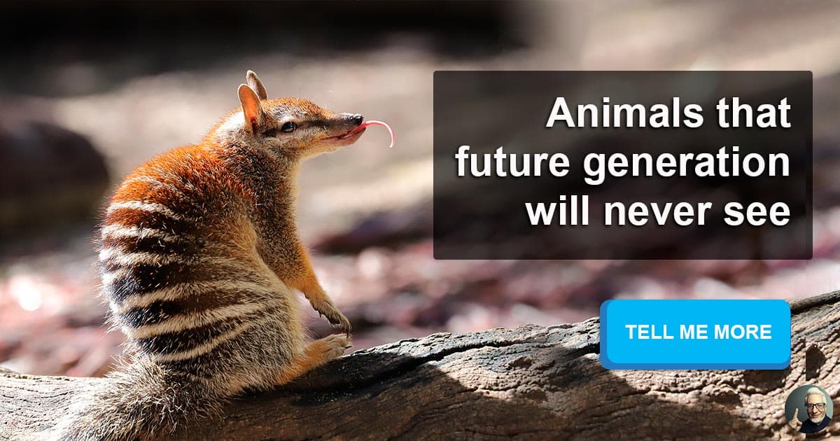 Rare Animals You Might Not Have Time To See Quizzclub Rare Animals You Might Not Have Time To See Quizzclub