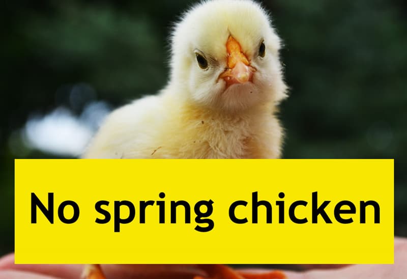 Culture Story: No spring chicken