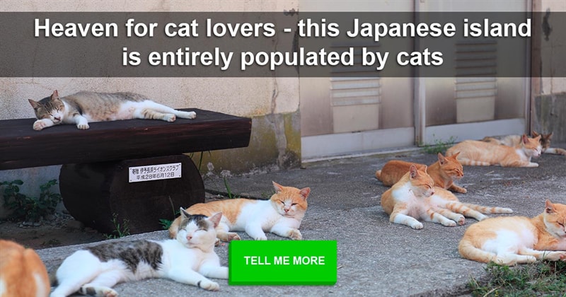 Nature Story: Heaven for cat lovers - this Japanese island is entirely populated by cats