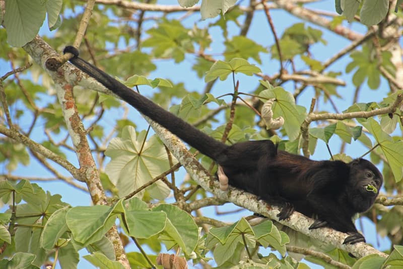 Nature Story: The tail of a monkey has a function of an additional arm. You may observe a monkey hanging on a branch with the help of its tail only.