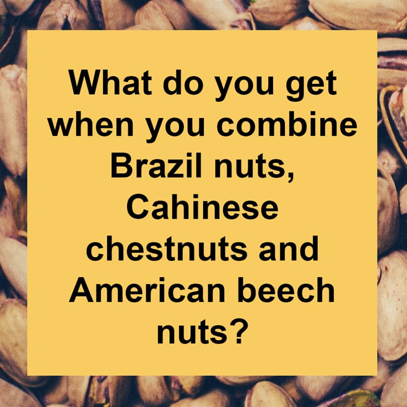 IQ Story: What do you get when you combine Brazil nuts, Chinese chestnuts and American beech nuts?