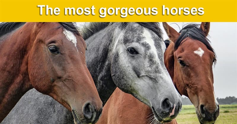 animals Story: Beauty as it is: the most gorgeous horse breeds on Earth