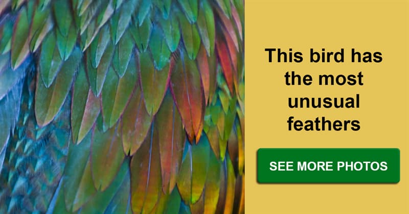 Nature Story: Masterpiece made by our nature - a bird with colorful feathers