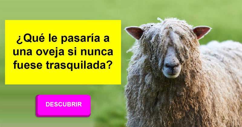 Animales Historia: ¿Qué le pasaría a una oveja si nunca fuese trasquilada?