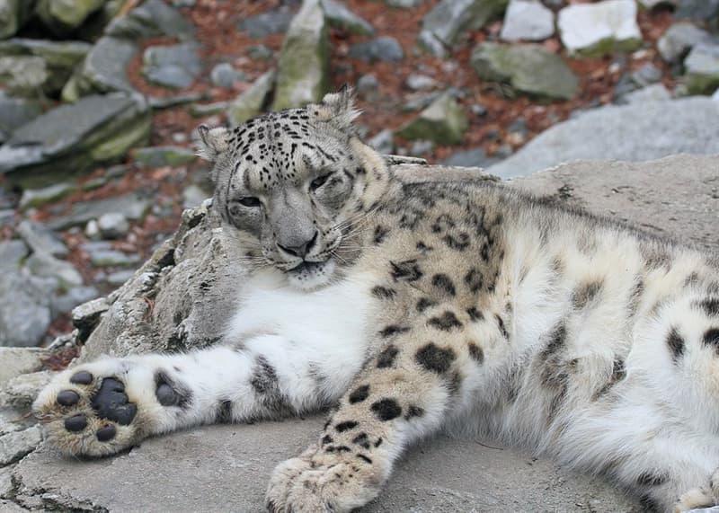 Nature Story: #2 Snow Leopard