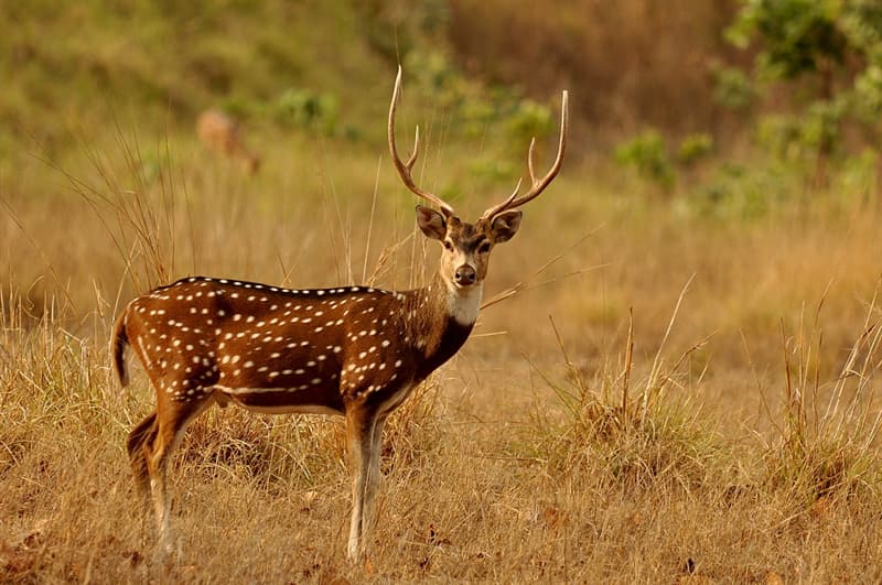 Nature Story: #5 Spotted Deer