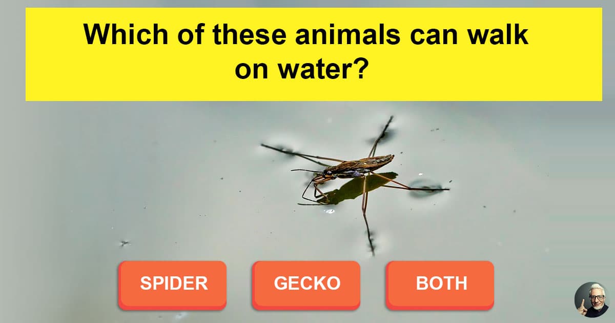 Unbelievable wonders of nature animals that...