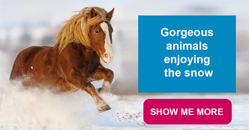 animals Story: 11 heartening pictures of winter-loving animals that will cheer you up!