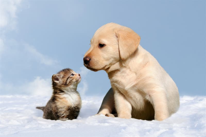 animals Story: 11 heartening pictures of winter-loving animals that will cheer you up!