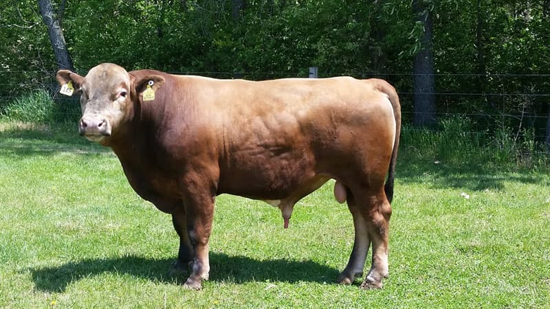animals Story: #7 Beefalo (buffalo + cow)