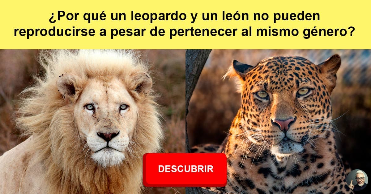Por qué un leopardo y un león no pueden... | QuizzClub
