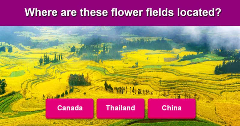 Nature Story: Majestic and colorful – the most beautiful flower fields in the world
