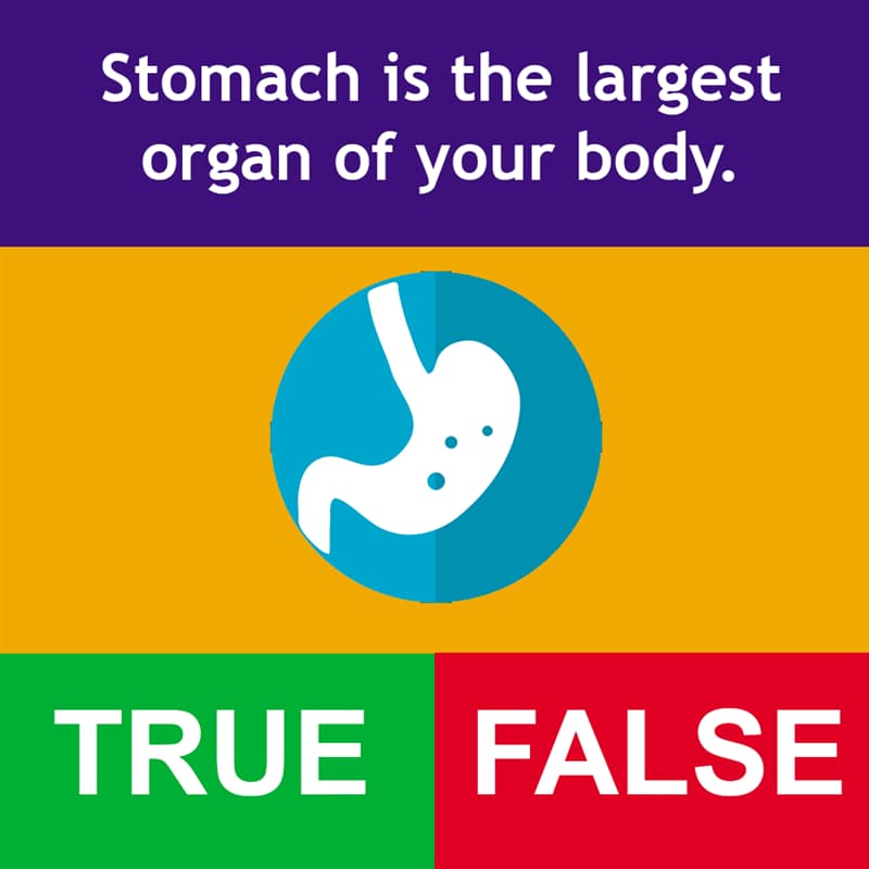 Science Story: Stomach is the largest organ of your body.