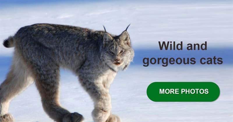 Nature Story: 10 little-known wild cat species you've never heard of