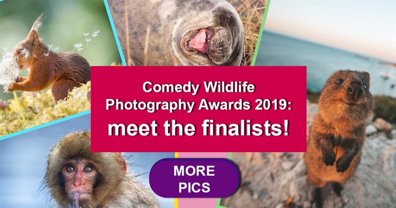 Nature Story: These emotions are priceless – meet the finalists of Comedy Wildlife Photography Awards 2019