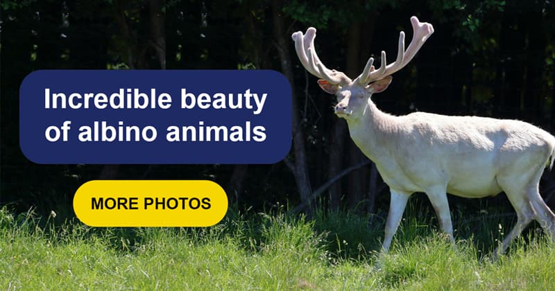 Nature Story: The unique beauty of these 14 albino animals will fascinate you