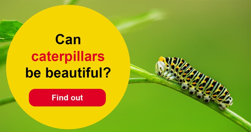 Nature Story: Weird beauty – 10 wonderful caterpillars and what they become