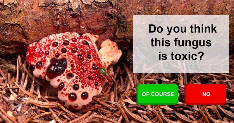 Nature Story: Fantastic mushrooms that don't look like mushrooms at all