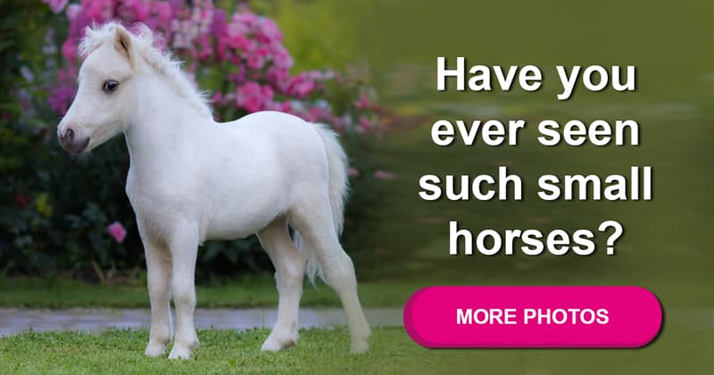 Nature Story: These small animals will steal your heart – meet the cutest miniature horses