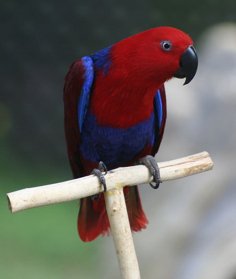 Nature Story: #6 Eclectus