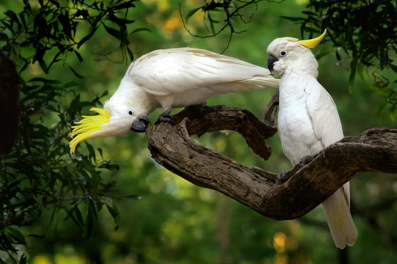 Nature Story: #9 Sulphur-crested cockatoo