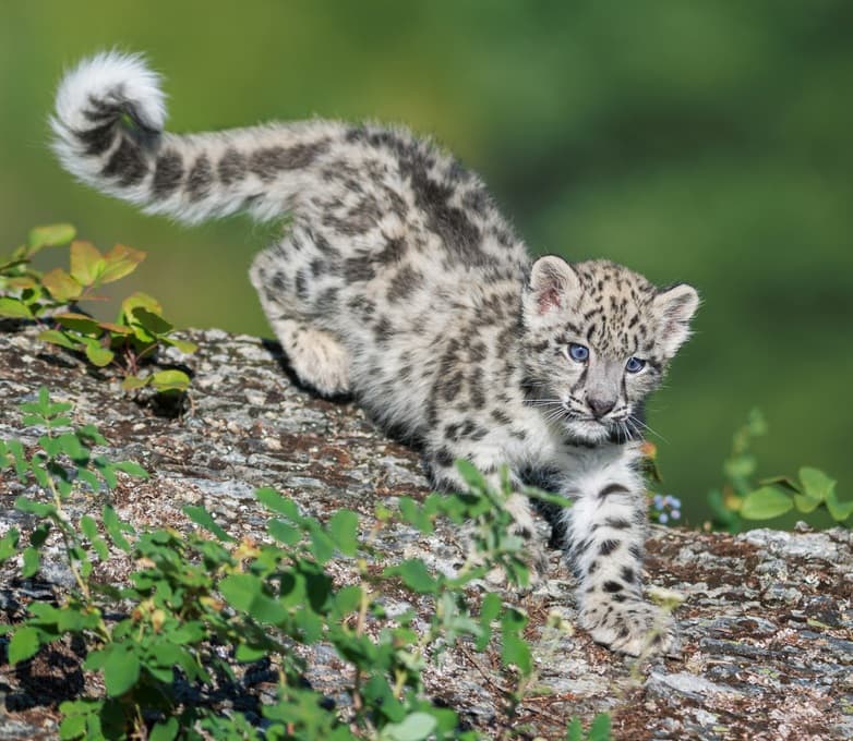 Nature Story: Little big kittens – meet the sweetest big cat cubs