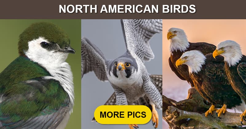 Nature Story: 10 of the most graceful birds living in North America