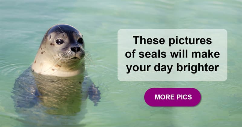Nature Story: Meet the cutest marine mammals – 15 adorable photographs of seals