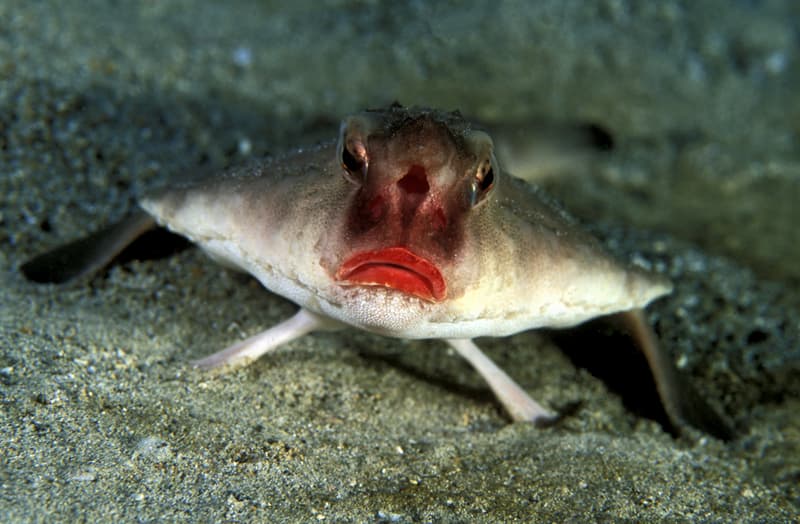 Science Story: #5 Red-Lipped Batfish